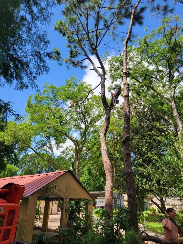 storm cleanup tree service deer park tx