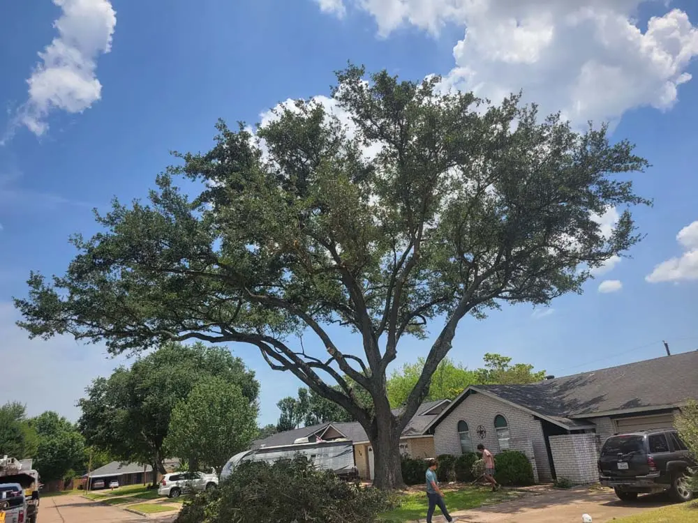 Crew trimming a massive oak tree in a residential neighborhood