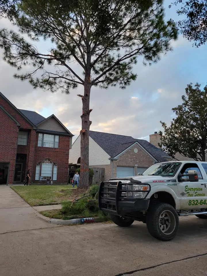 tree trimming clear lake tx