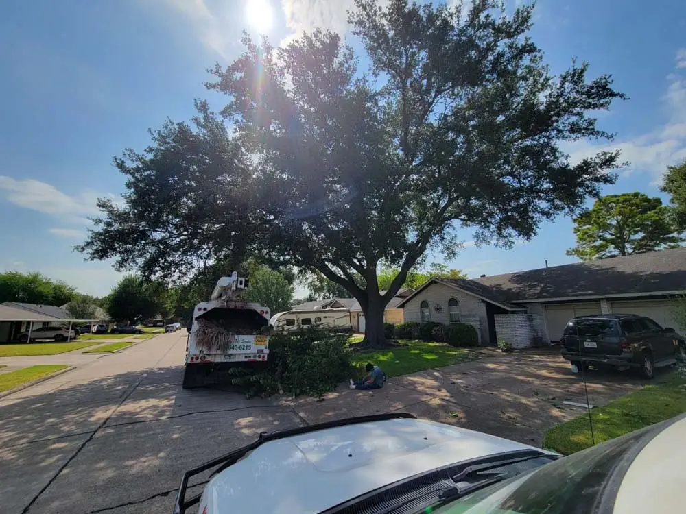 Large tree trimming job with a chip truck loading branches