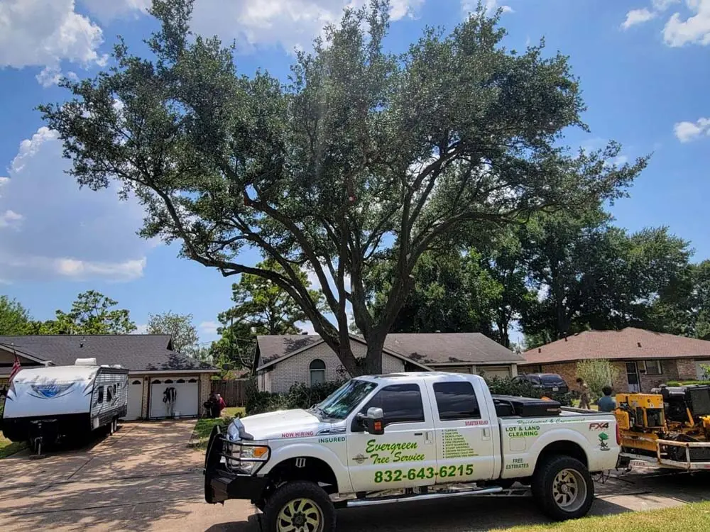 storm cleanup tree service seabrook tx