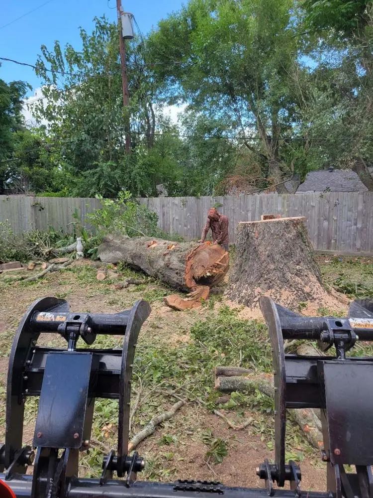 Large tree stump being removed with a skid steer