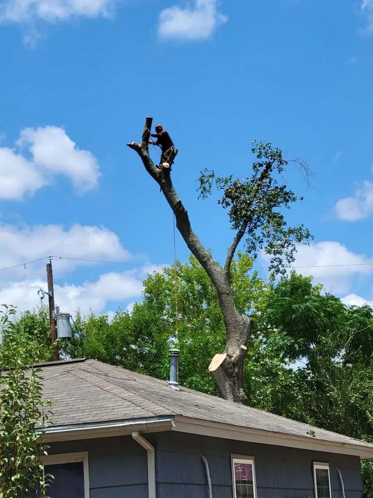 tree trimming morgans point tx