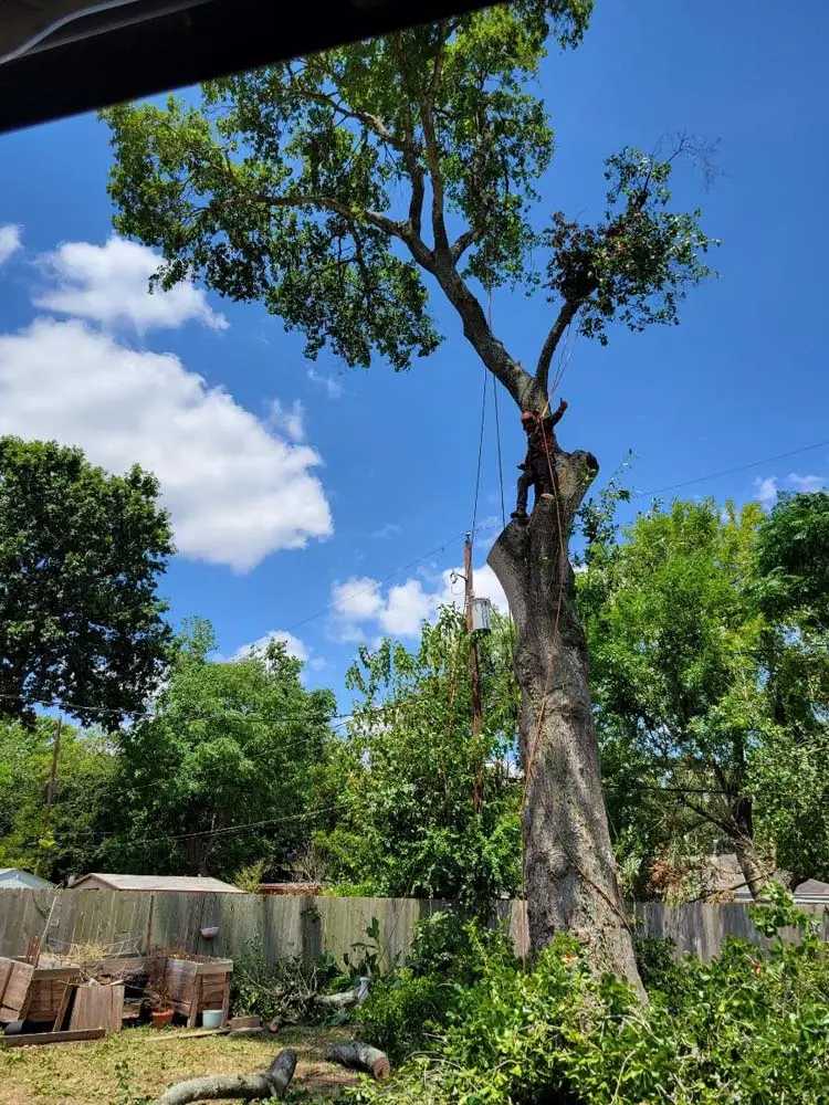 Climber rigging a large backyard tree so it can be lowered in pieces
