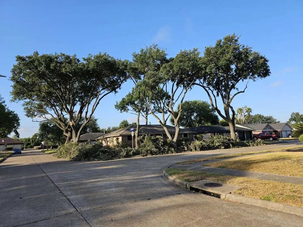 Row of trees freshly trimmed along a residential street