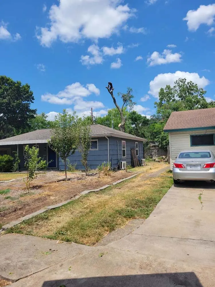 tree removal friendswood tx