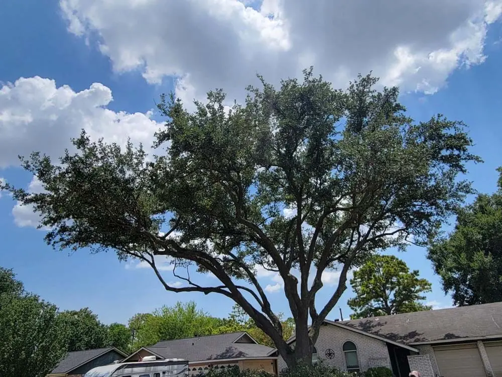 tree trimming la porte tx