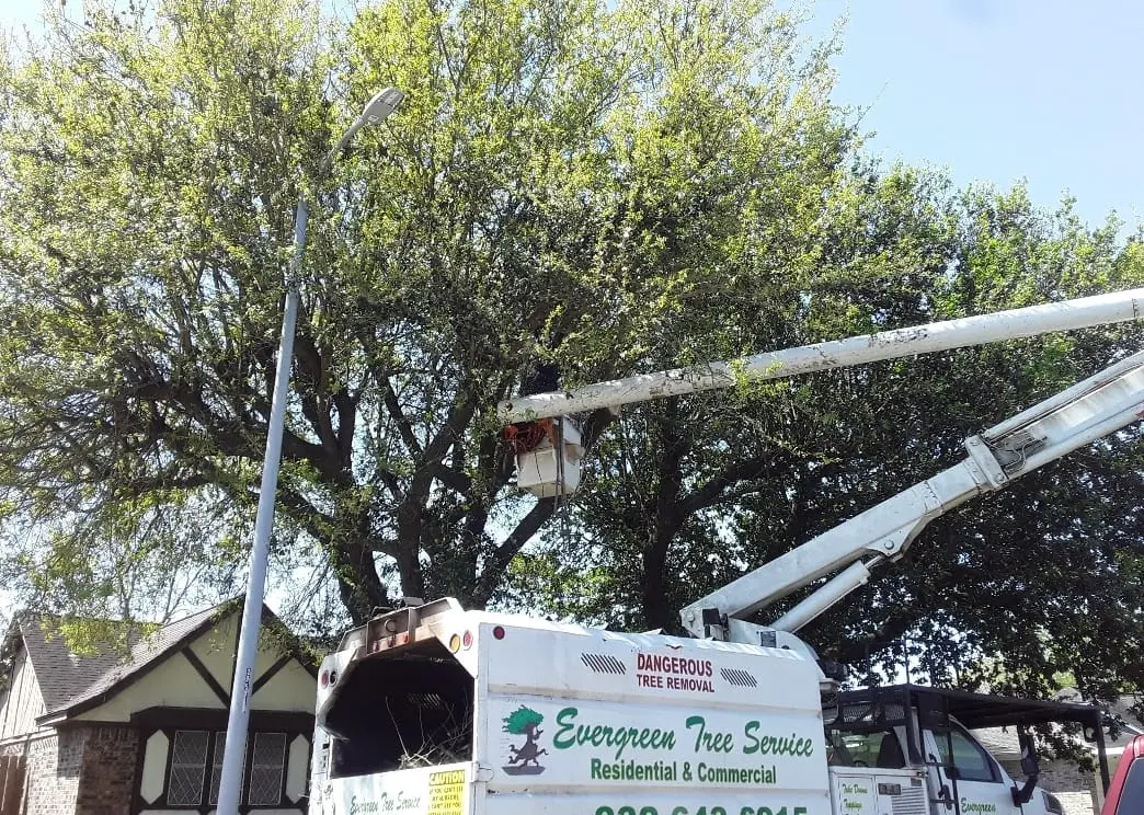 Evergreen Tree Service bucket truck positioned for trimming a large tree