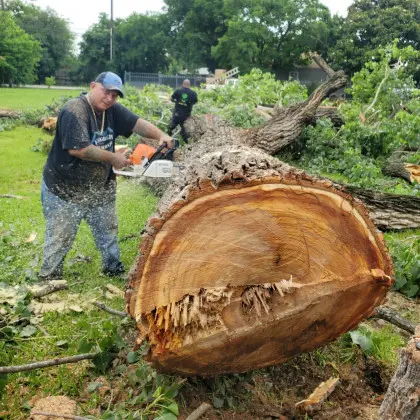 Chainsaw cutting through a fallen tree trunk