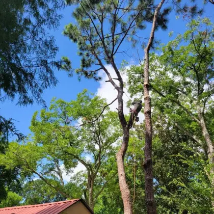 Arborist climbing tall pine tree