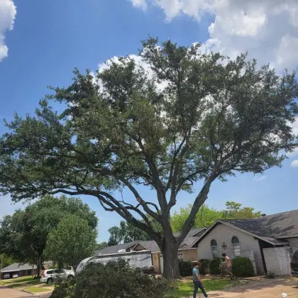 Massive oak tree trimming in neighborhood