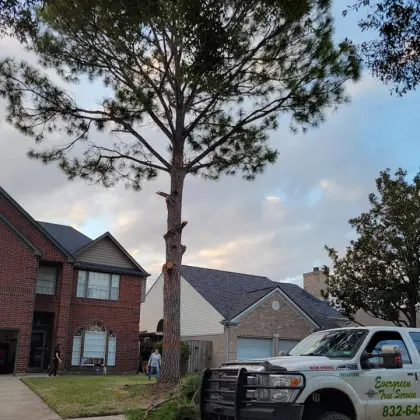 Pine tree trimming with service truck on site