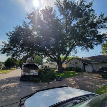 Large tree trimming with chip truck loading debris
