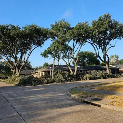 Multiple trees trimmed along residential street