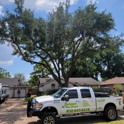Evergreen Tree Service truck at large oak job site