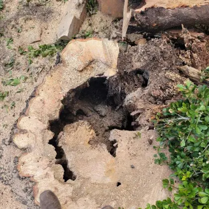 Hollow tree stump cross-section close-up