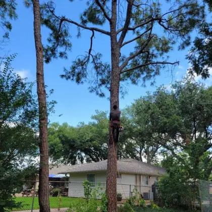 Arborist climbing pine trees in backyard