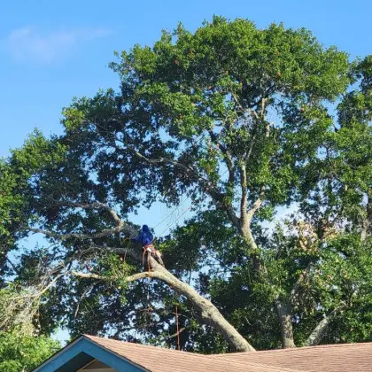 Tree trimming above rooftop with rigging