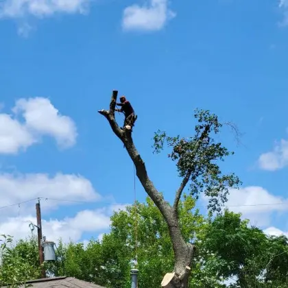 Arborist topping tree above roofline