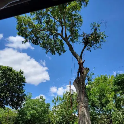 Climber rigging large tree in backyard