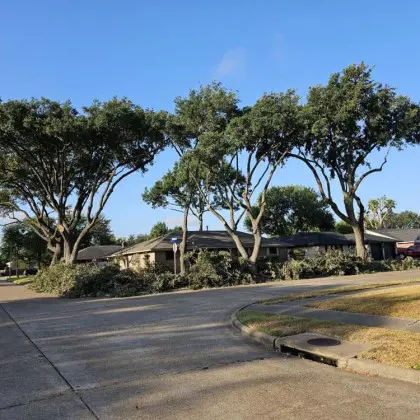Row of trees trimmed on residential street