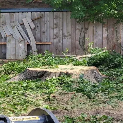 Large tree stump ready for grinding by fence
