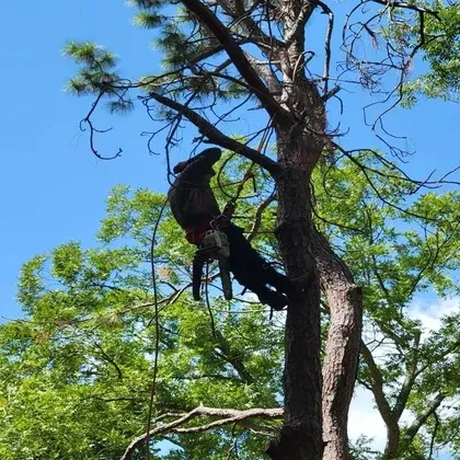 Arborist with chainsaw climbing tall pine tree