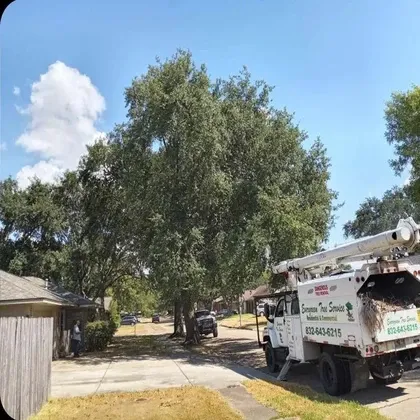 Evergreen Tree Service bucket truck at large oak