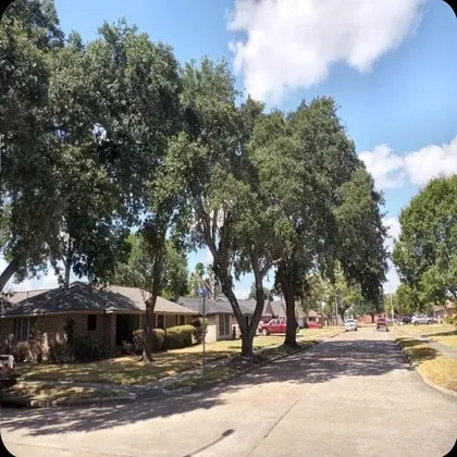 Mature oak trees lining residential street