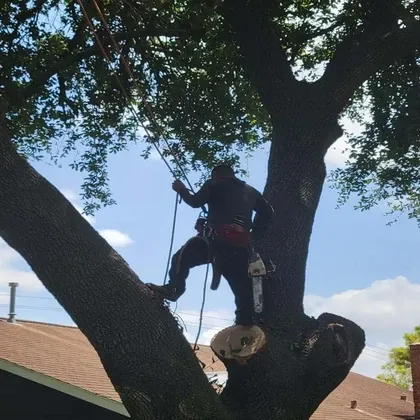 Arborist with harness and chainsaw in oak tree