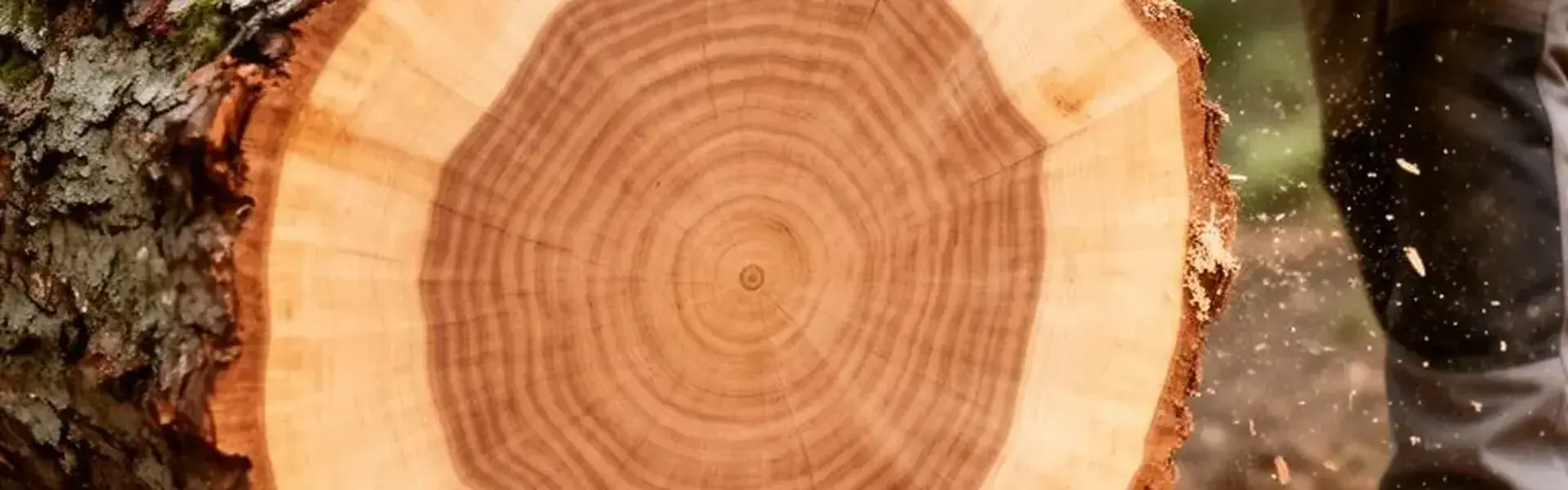 Close-up of a freshly cut tree trunk showing the growth rings after a tree removal