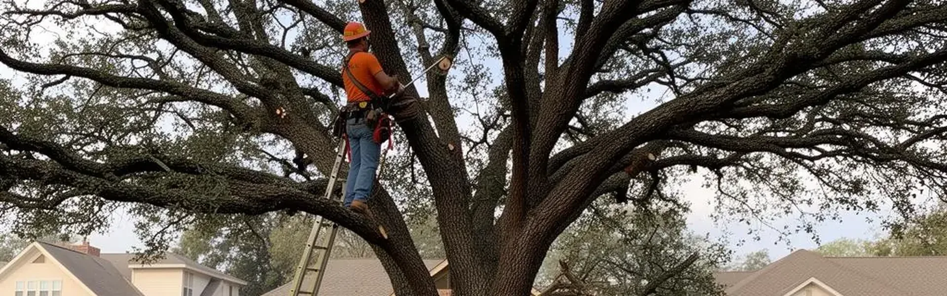 Arborist on a ladder trimming the upper branches of a wide oak tree beside a home
